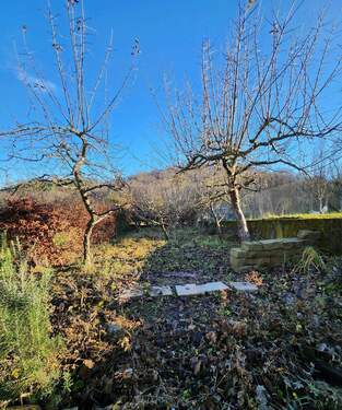 Garten / Obstbaumbestand - 