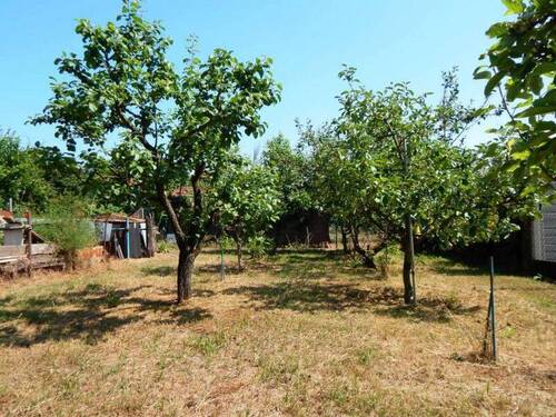 Obstgarten hinter dem Haus - 