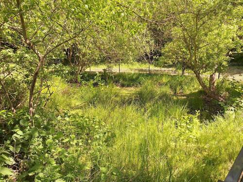 Teich - 