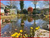 Gartenteich - 