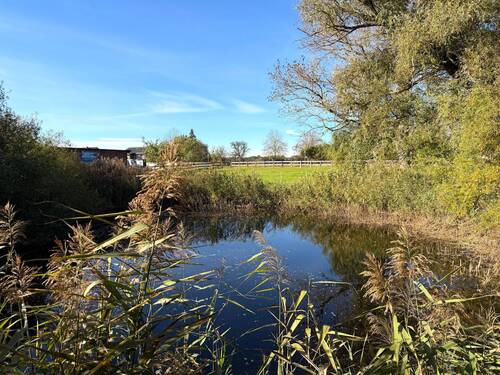 Teich - 