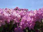 Blütenpracht - 