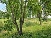 Obstgarten - 