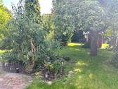 Garten 4 IMG_7974.jpeg - 