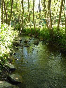 Bachlauf - 