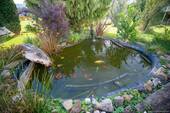 Fischteich - 