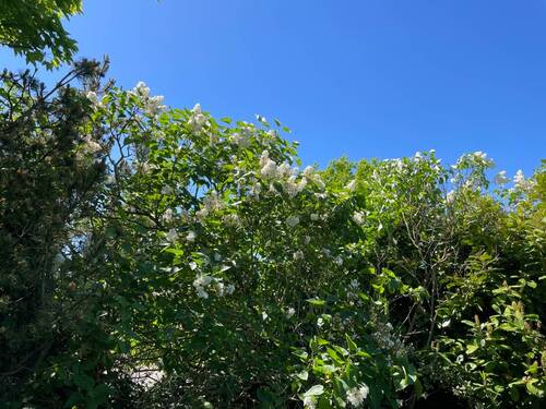 Der Flieder blüht - 