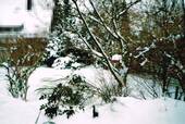 Garten-vorne-Winter - Grundstück in Gräfelfing