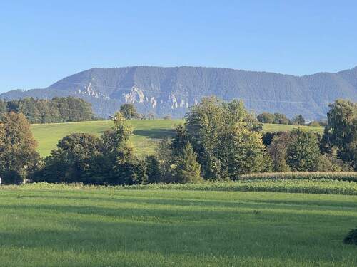 Blick v. Garten im Sommer - 