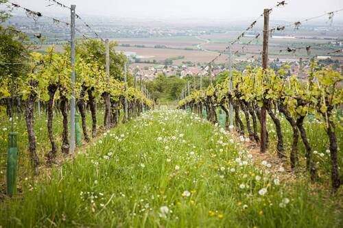 ...und eine zauberhafte Natur vor der haustür - Grundstück in Radebeul zum Kaufen