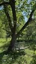 Gartenansicht Baum - 