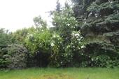 Garten event. Baugrund - 