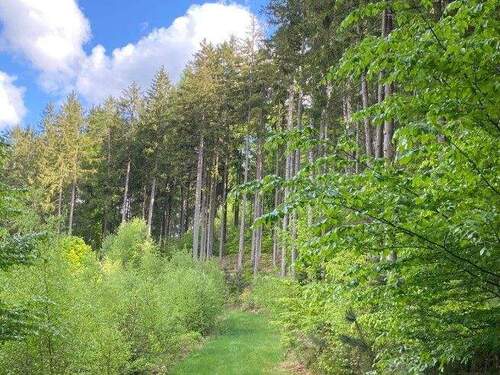 Bild 4.jpg - Grundstück in Flossenbürg zum Kaufen