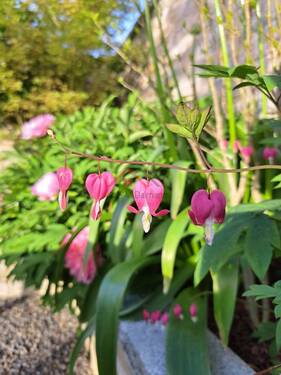 liebevoll angepflanzte Blumen - 