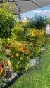 Garten 3 - 