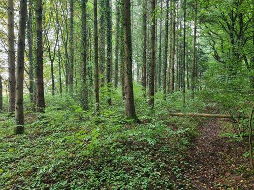 Wald - 