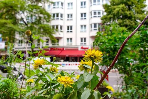 BlumenFassade_9547 - 