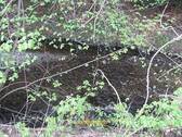 beruhigende Scherzach - 