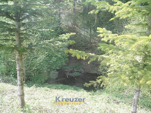 Scherzach_Bäume - 