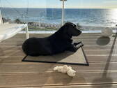 Hund im Homeoffice - 