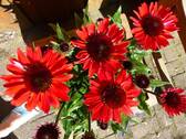 farbenfroher Garten - 