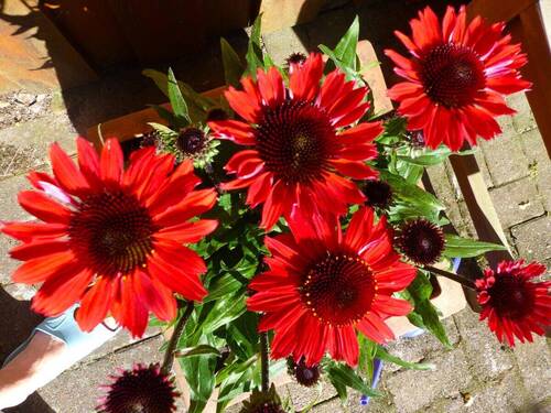 farbenfroher Garten - 