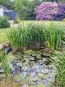 Gartenteich - 