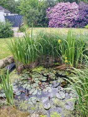 Gartenteich - 