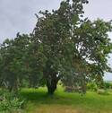 Kirsche - 