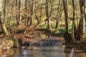 Naturschutzgebiet NEandertal - 
