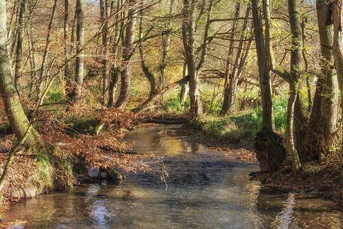 Naturschutzgebiet NEandertal - 