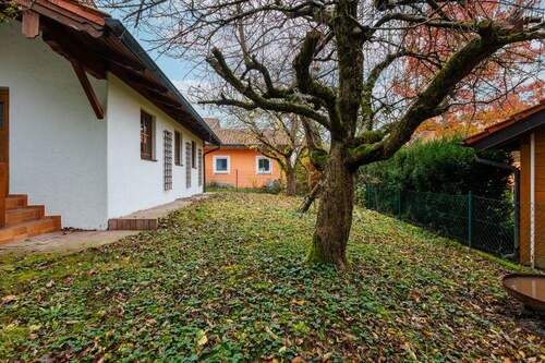 Schöner Baumbestand - 