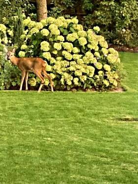 Garten - 6 Zimmer Einfamilienhaus in Braunschweig / Querumer Forst