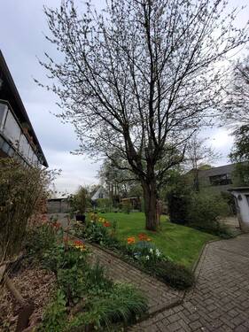 Großer Baum im Garten - 