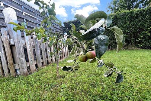 Kleiner Apfelbaum im Garten - 