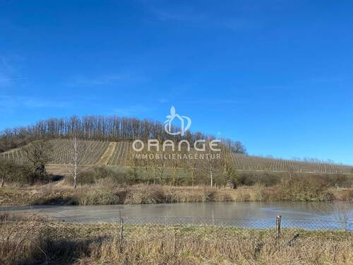 Blick in die Weinberge - 