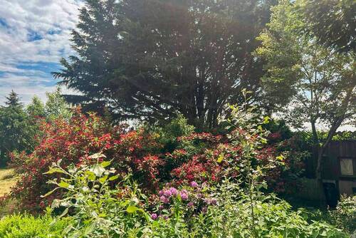 Blühende Stauden im Sommer - 