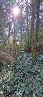 uriges Grundstück ... - 2 Zimmer Mehrfamilienhaus, Wohnhaus zum Kaufen in Vierden