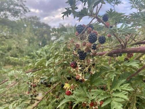 Brombeerhecke - 