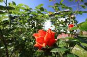 IMPRESSION GARTEN - GARTENGLÜCK - 599.900,00 EUR Kaufpreis, ca.  130,50 m² Wohnfläche