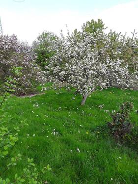 20180425_111026_resized.jpg - 4 Zimmer Einfamilienhaus zum Kaufen in Dresden