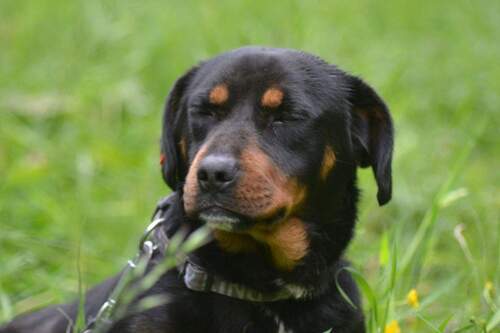 Bild 1 - 3 Zimmer Wohnung Kochel City mit Dachterrasse