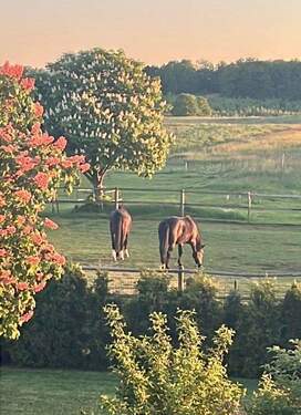 Impressionen aus dem Garten - 