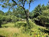 Garten hinter dem Haus - 