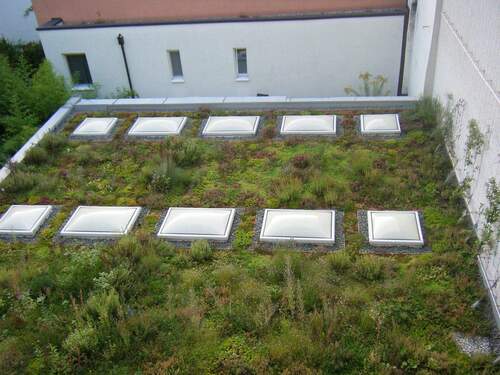 Begrüntes Hofdach - 