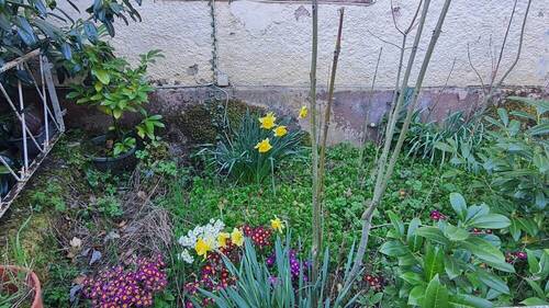 Frühlibgsblüher - Einfamilienhaus mit 100,00 m&sup2; in Bettingen zum Kaufen