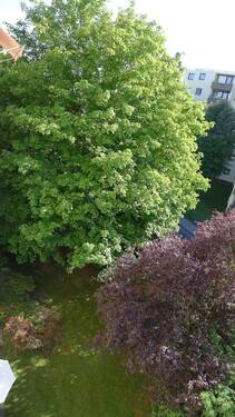 gepflegter Grünbereich - 