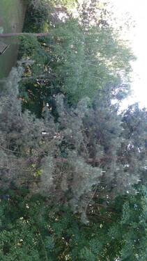 gepflegte Grünanlage - 