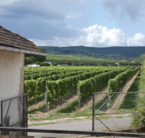 Abrissimmobilie mit Weinbergsblick - Herxheim am Berg