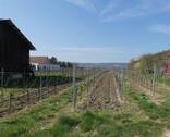 Blick angrenzende Weinberge - Grundstück in Herxheim am Berg zum Kaufen